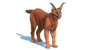 Realistic Caracal Cat 3D Model for Download Thumbnail