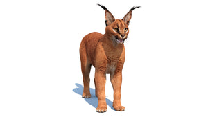 Realistic Caracal Cat 3D Model for your Game Thumbnail
