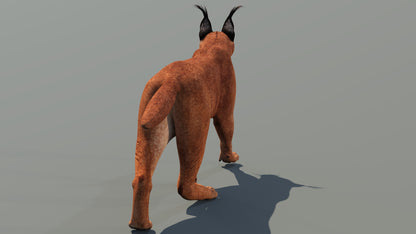 Realistic Animated Caracal 3D Model form Back Side