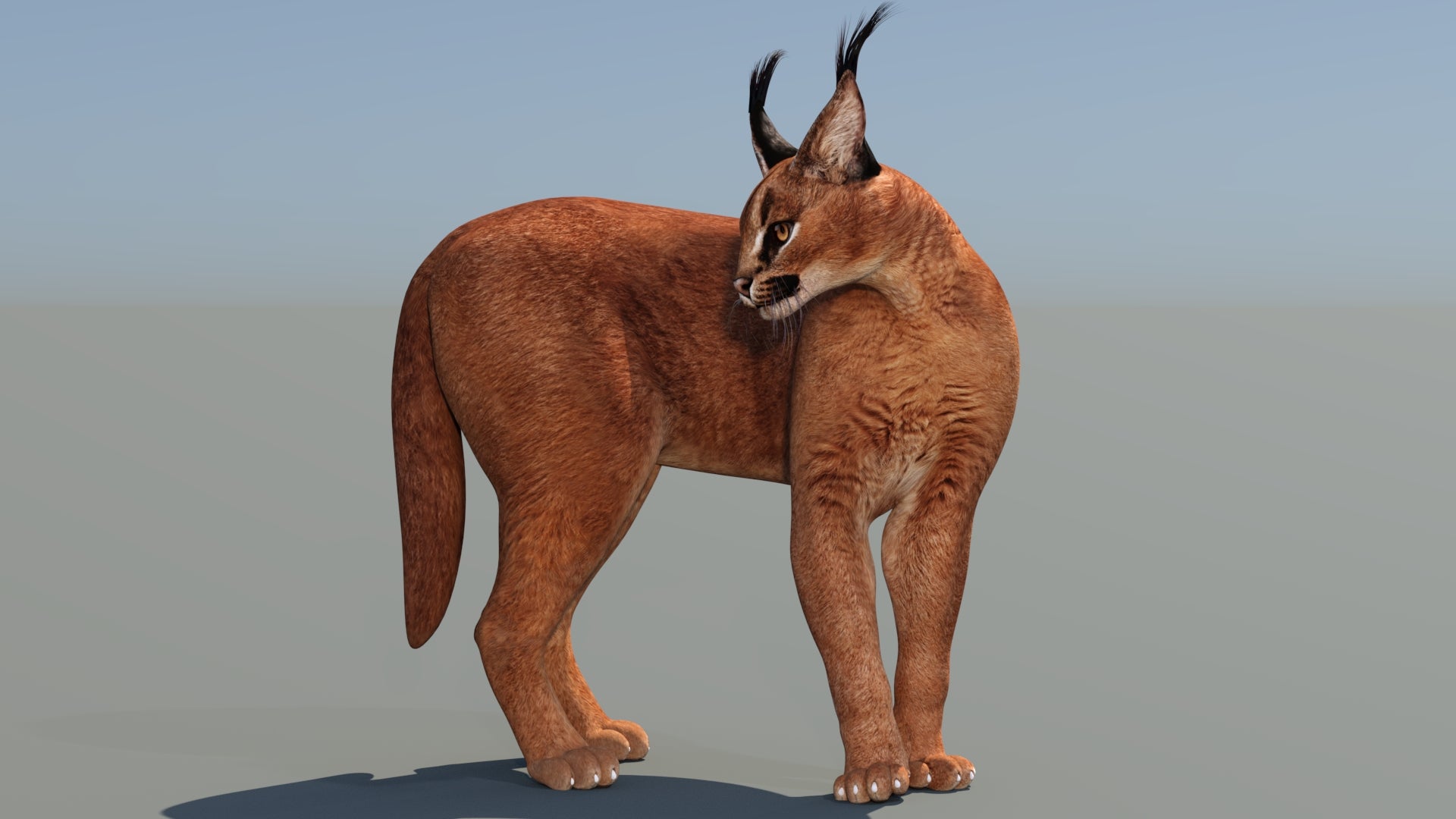 Realistic Caracal 3D Model rigged with 3ds Max CAT Motion for dowmload
