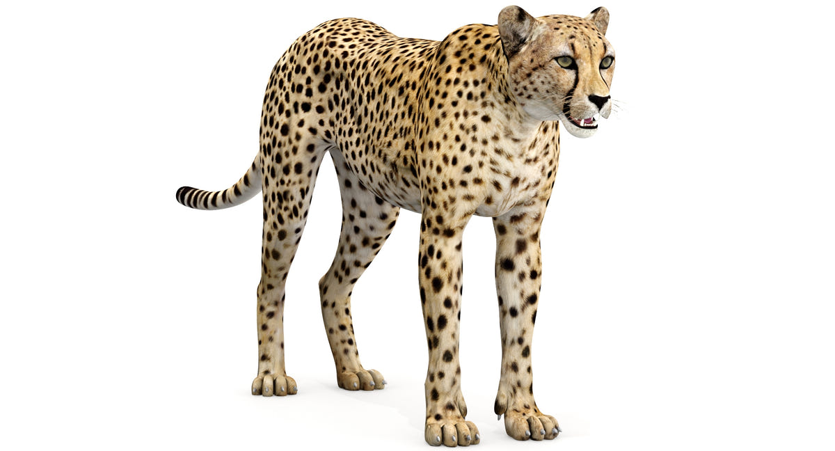 Realistic Cheetah 3D Model for Download