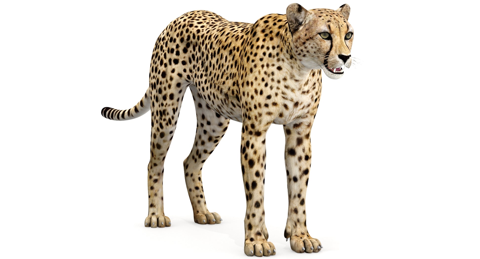 Realistic Cheetah 3D Model for Download