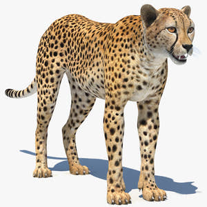 Realistic Cheetah 3D Model for Download Thumbnail