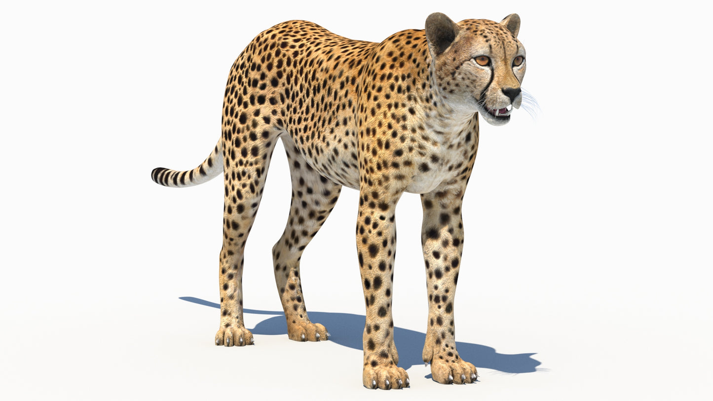 Realistic Cheetah 3D Model for Download