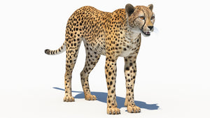 Realistic Cheetah 3D Model for Download Thumbnail