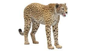 Realistic Cheetah 3D Model with Fur for Download Thumbnail