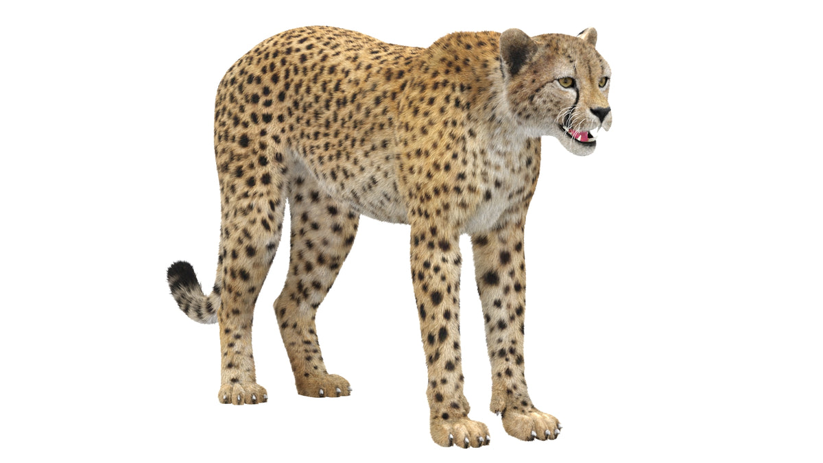 Realistic Cheetah 3D Model with Fur for Download