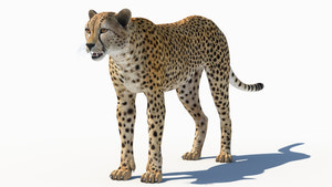 Realistic Cheetah 3D Model Maya, and 3ds Max Scenes for Download Thumbnail