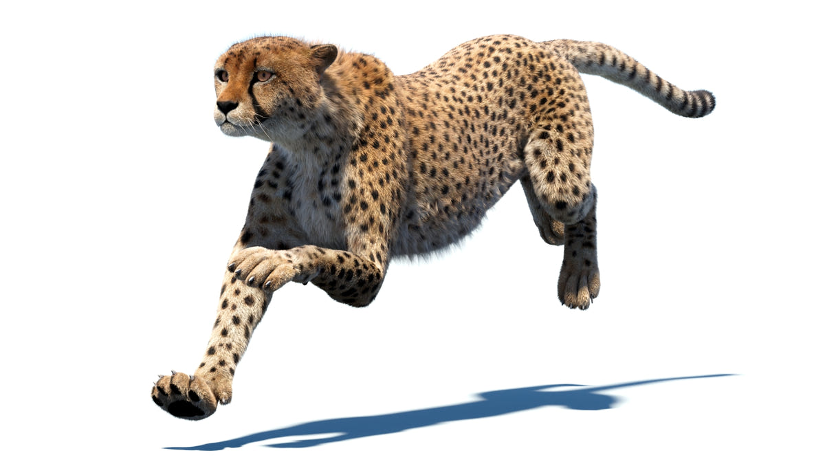 Animated Cheetah 3D Model - Hair and Fur | Advanced - 360 Degree View