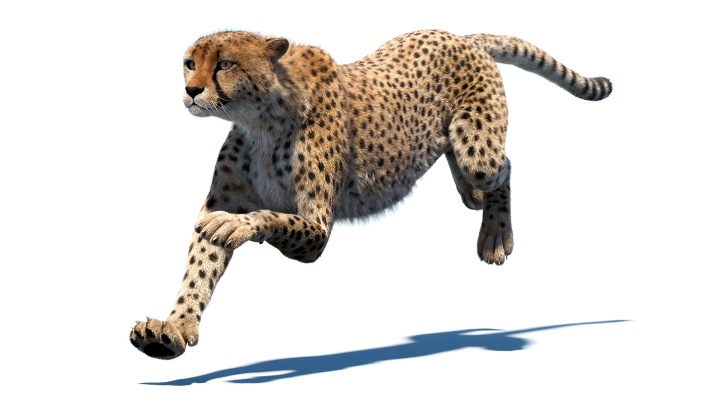 Animated Big Cat 3D Model - Lion, Tiger, Leopard, and cheetah - Hair and Fur | Bundle - 360 Degree View