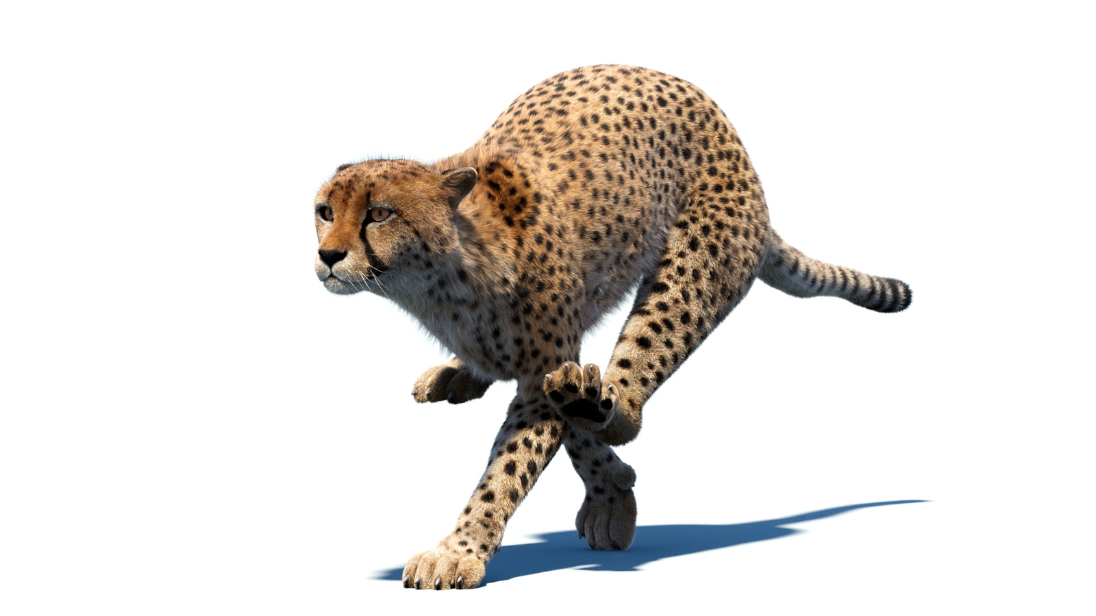 Animated Cheetah 3D Model Fur 360° view 4 frame 6