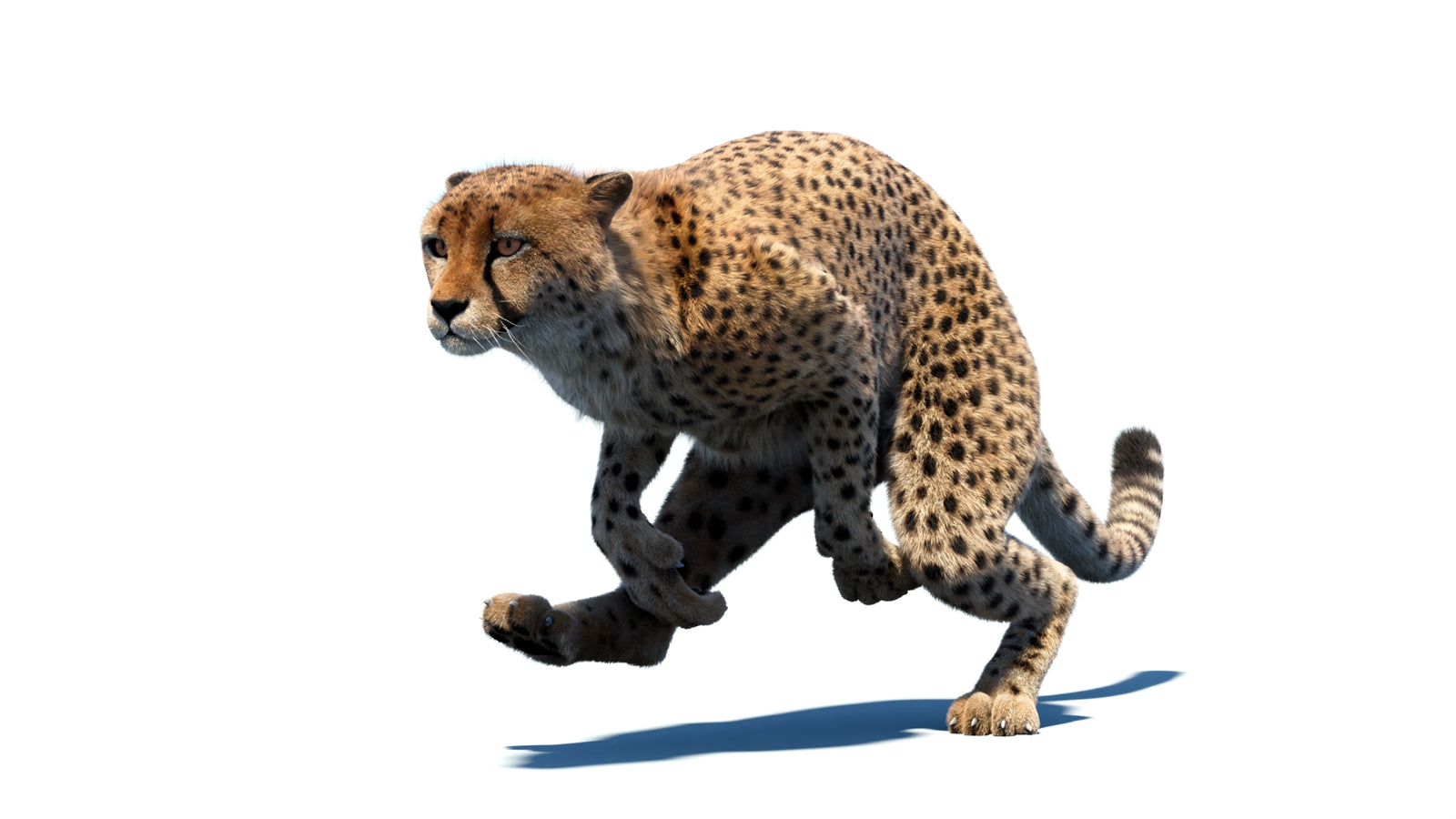 Animated Cheetah 3D Model Fur 360° view 4 frame 11