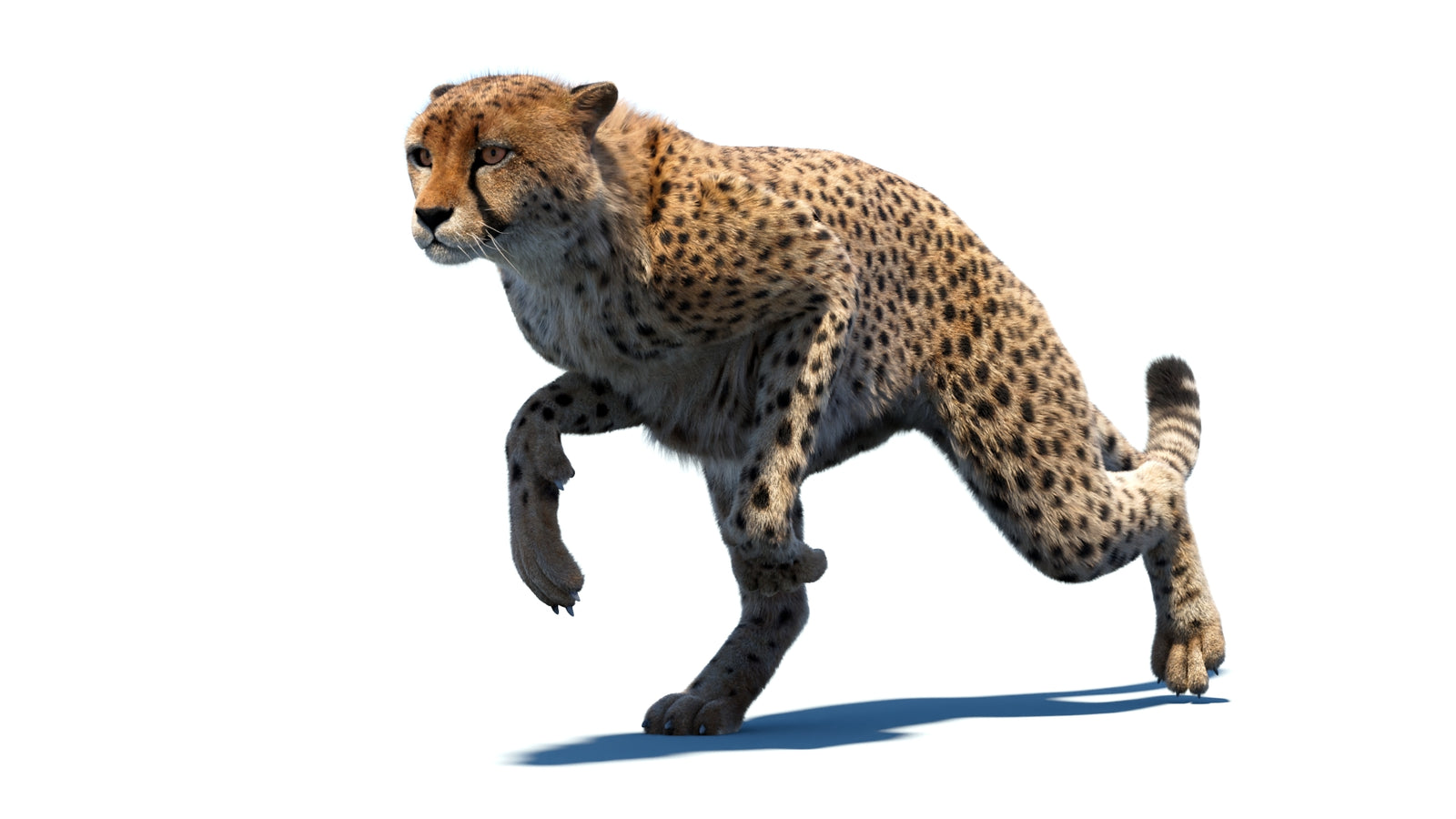 Animated Cheetah 3D Model Fur 360° view 4 frame 13