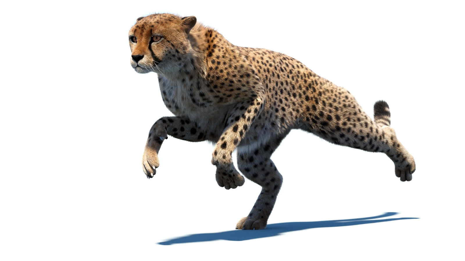 Animated Cheetah 3D Model Fur 360° view 4 frame 14