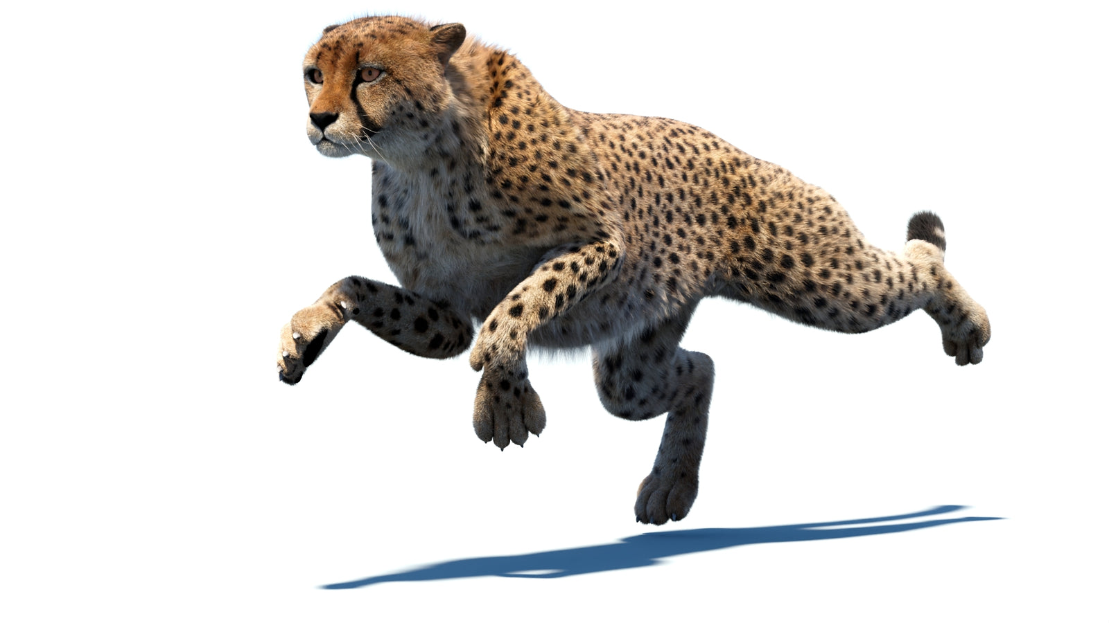 Animated Cheetah 3D Model Fur 360° view 4 frame 15