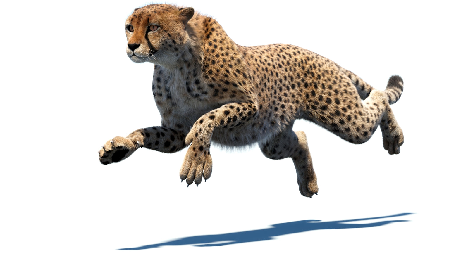 Animated Cheetah 3D Model Fur 360° view 4 frame 16