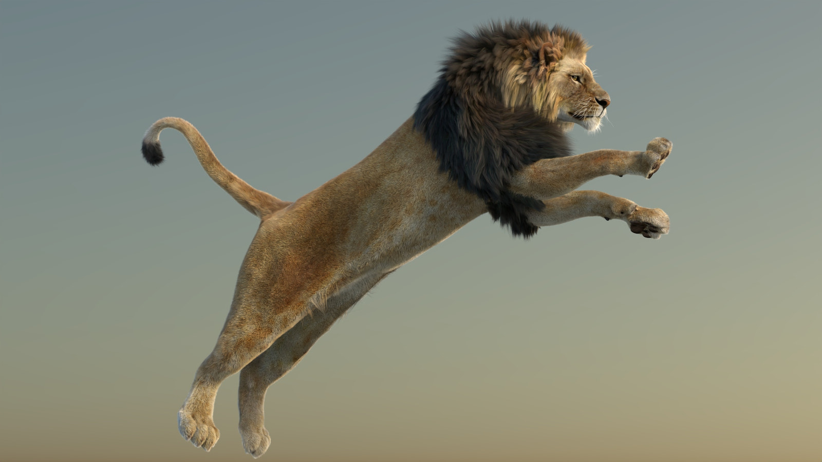 Realistic Jumping Lion 3D Model with Fur – Dynamic Pose