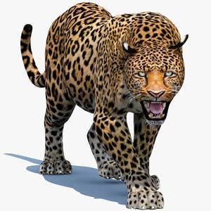 Realistic Leopard 3d Model Animated for Download Thumbnail