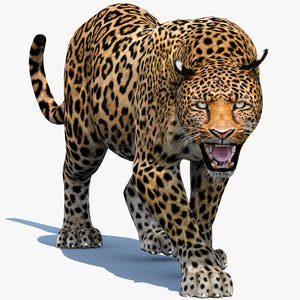 Realistic Leopard 3d Model Animated for Download Thumbnail