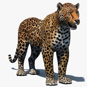 Realistic Leopard 3D Model for Download Thumbnail