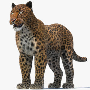Realistic Leopard 3D Model with Fur for Download Thumbnail