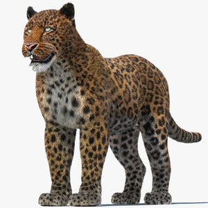 Realistic Leopard 3D Model with Fur for Download Thumbnail