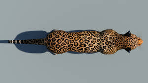 Realistic Leopard 3D Model Top View for Download Thumbnail
