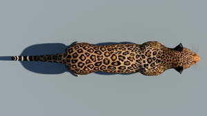Realistic Leopard 3D Model Top View for Download Thumbnail