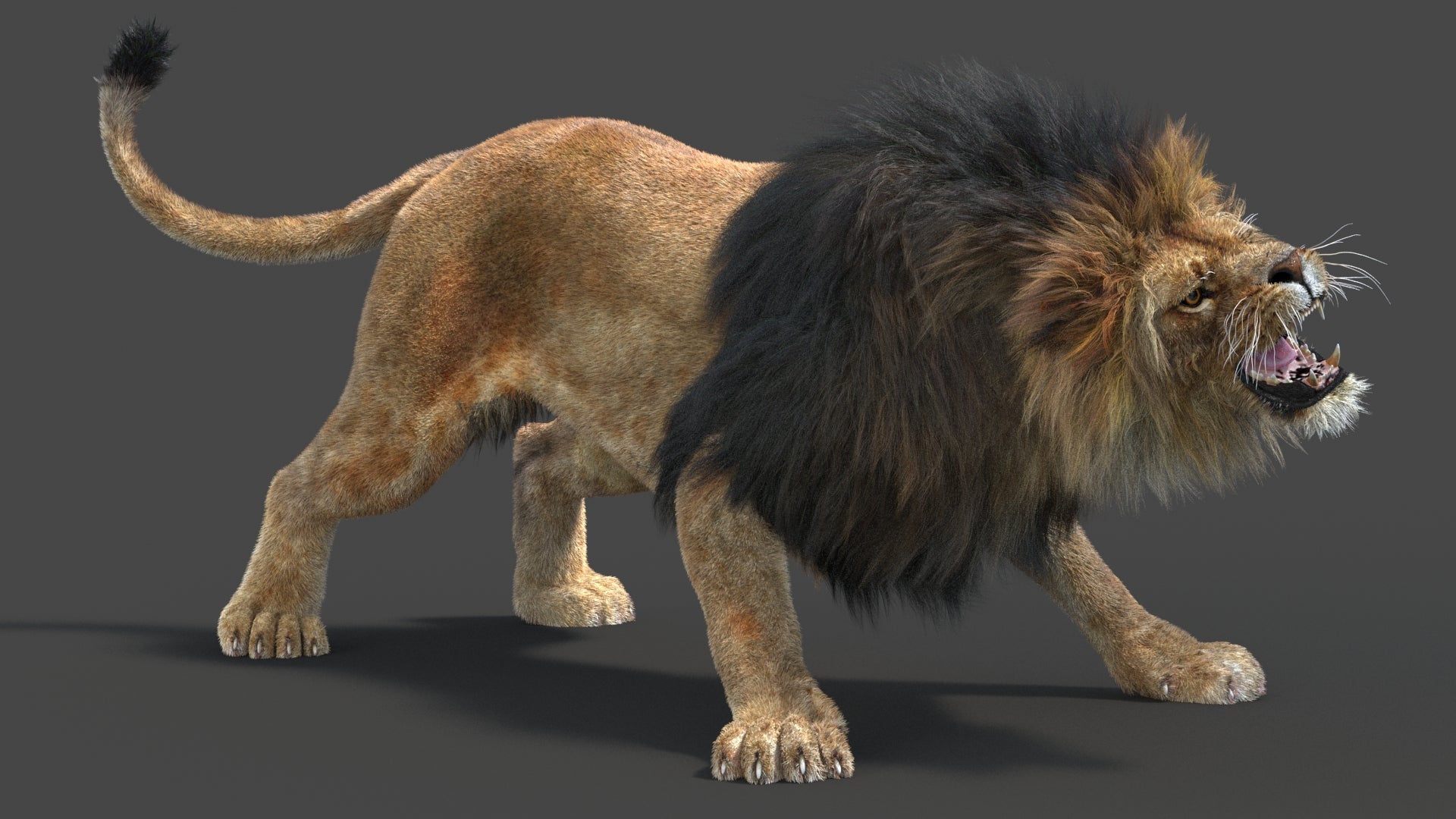 Realistic lion 3D model in angry pose with groomed fur, created in 3ds Max