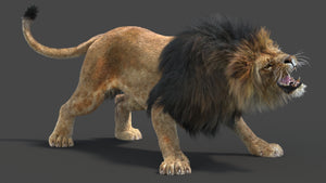 Realistic lion 3D model in angry pose with groomed fur, created in 3ds Max Thumbnail