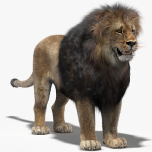 Realistic Lion 3D Model with Fur