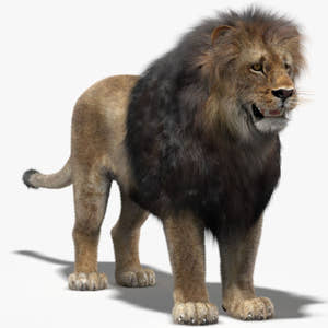 Realistic Lion 3D Model with Fur Thumbnail