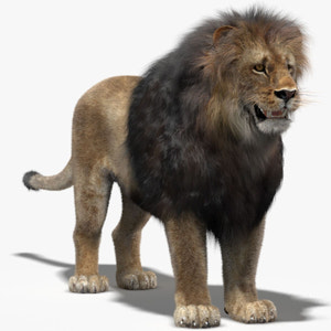 Realistic Lion 3D Model with Fur Thumbnail