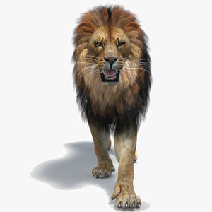 Realistic Lion 3D Model Animated with Polygonal Mane Thumbnail