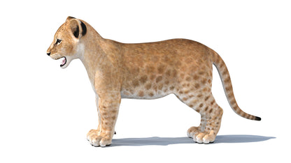 Realistic Lion Cub 3D Model for Download