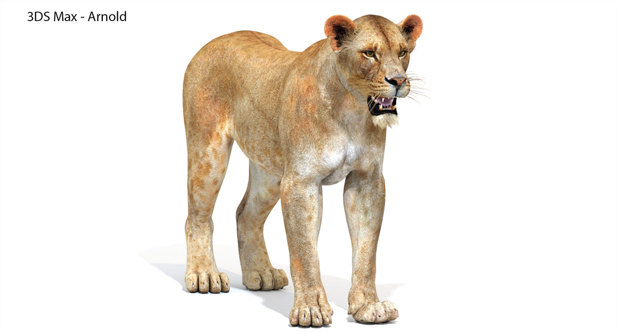 Realistic Lioness 3D Model for Download - 3Ds Max Arnold Renderer