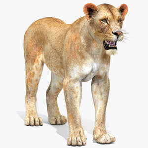 Realistic Lioness 3D Model - Game Ready Thumbnail