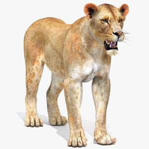 Realistic Lioness 3D Model - Game Ready Thumbnail