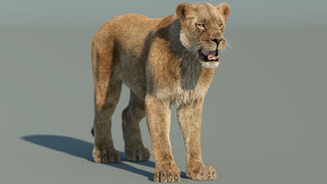 Realistic Lioness 3D Model with Fur for Download Thumbnail