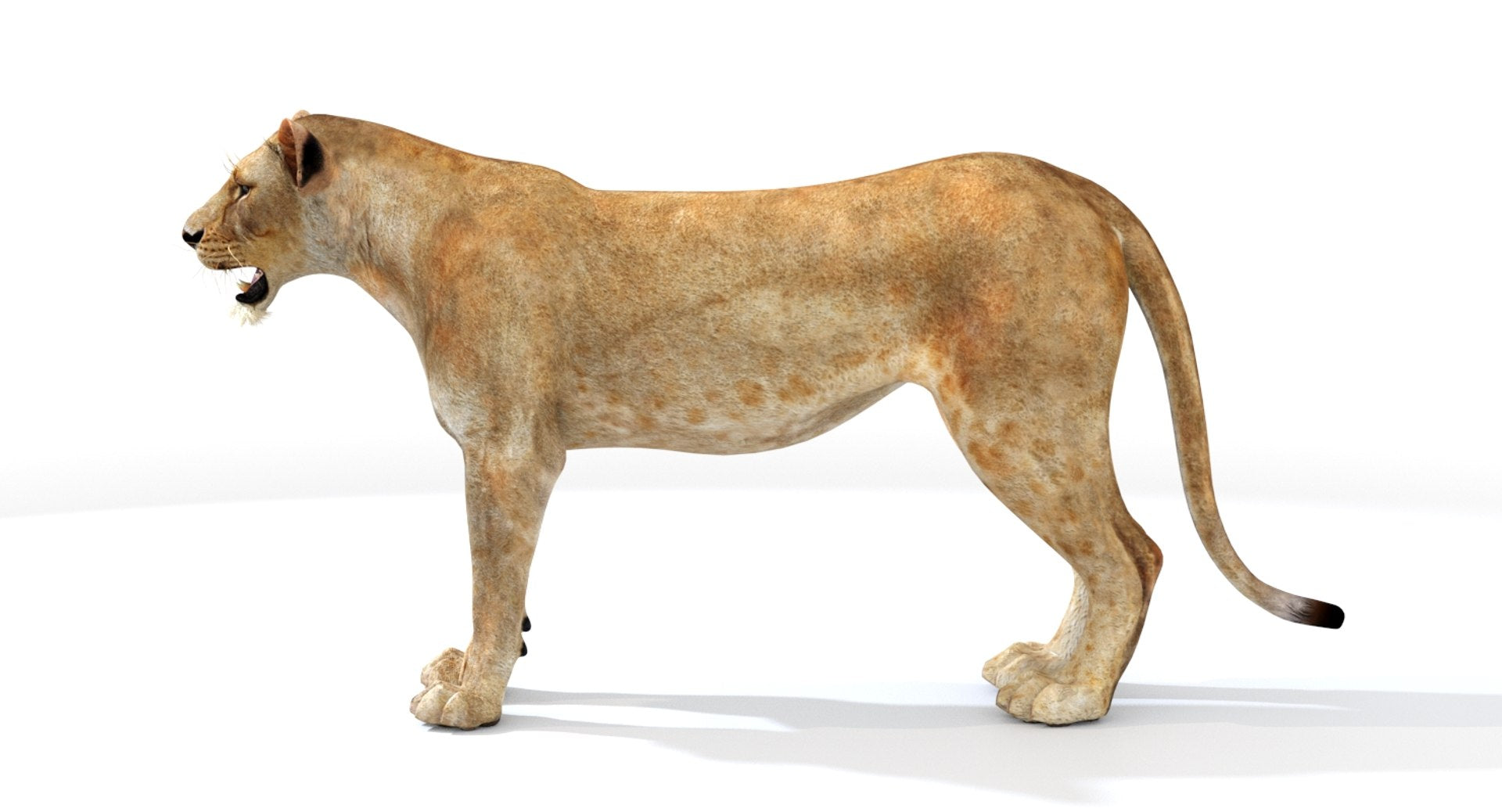 3D model of Lioness standing on a white background - Side View