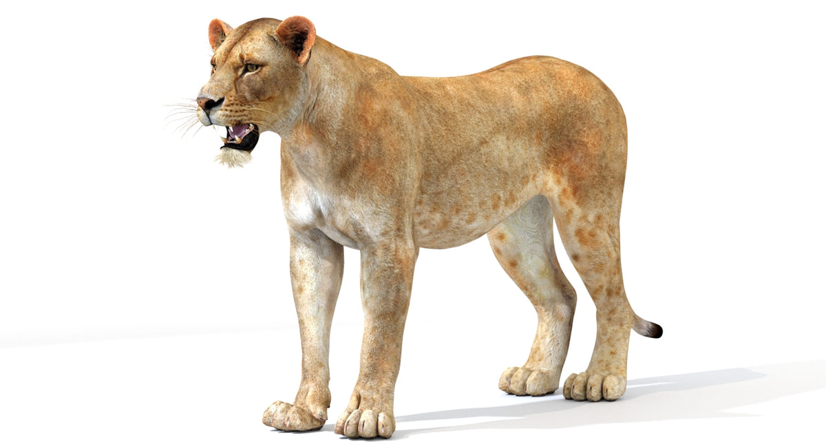 Realistic Lioness 3D Modle Standing Pose
