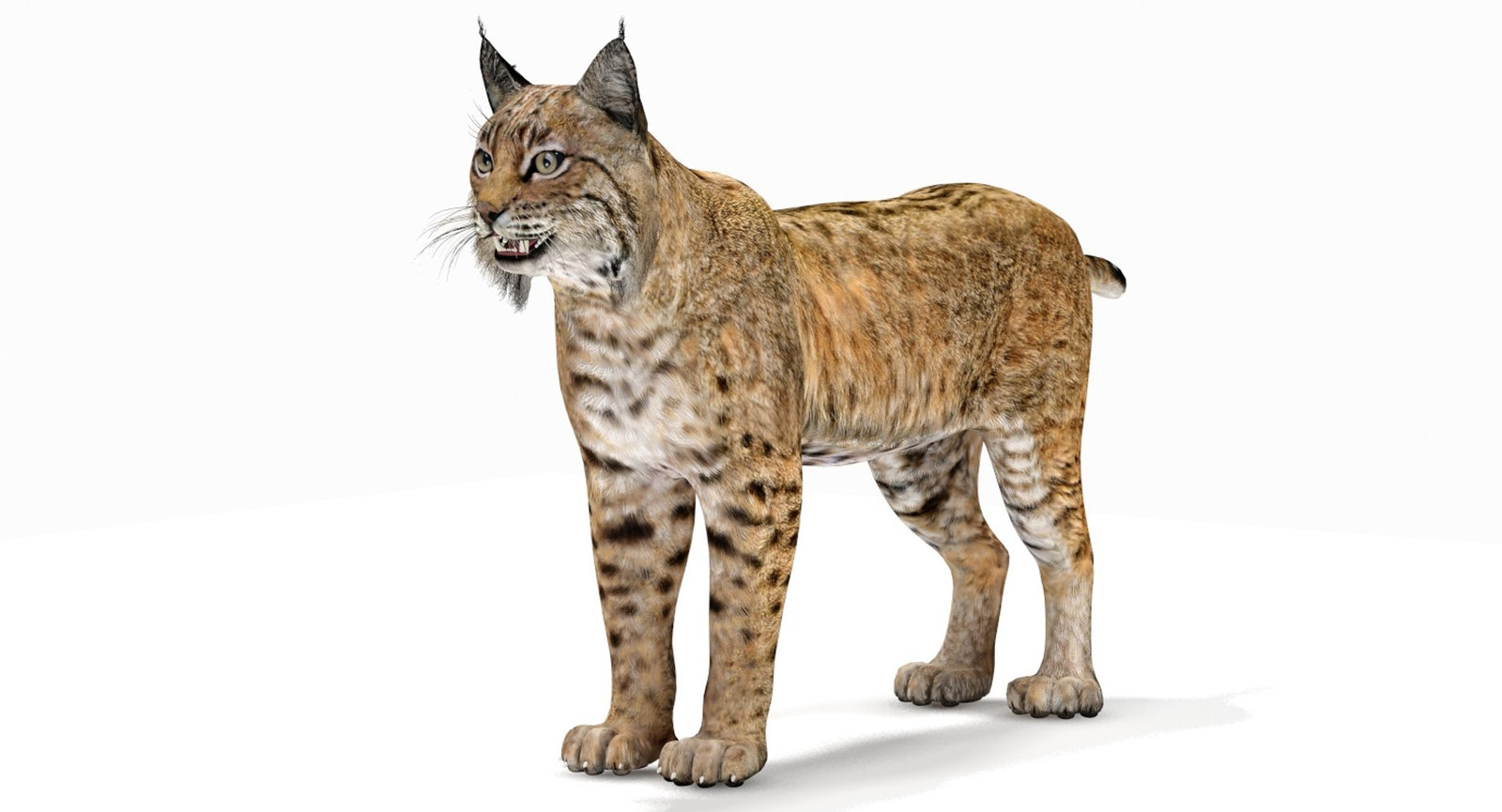 Realistic Lynx Rufus 3D Model for Download