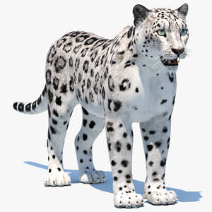 Realistic Snow Leopard 3D Model for Download Thumbnail