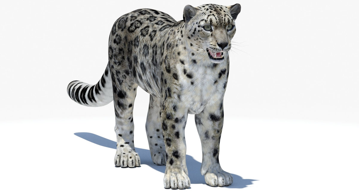 Realistic Snow Leopard 3D Model for Download