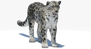 Realistic Snow Leopard 3D Model for Download Thumbnail
