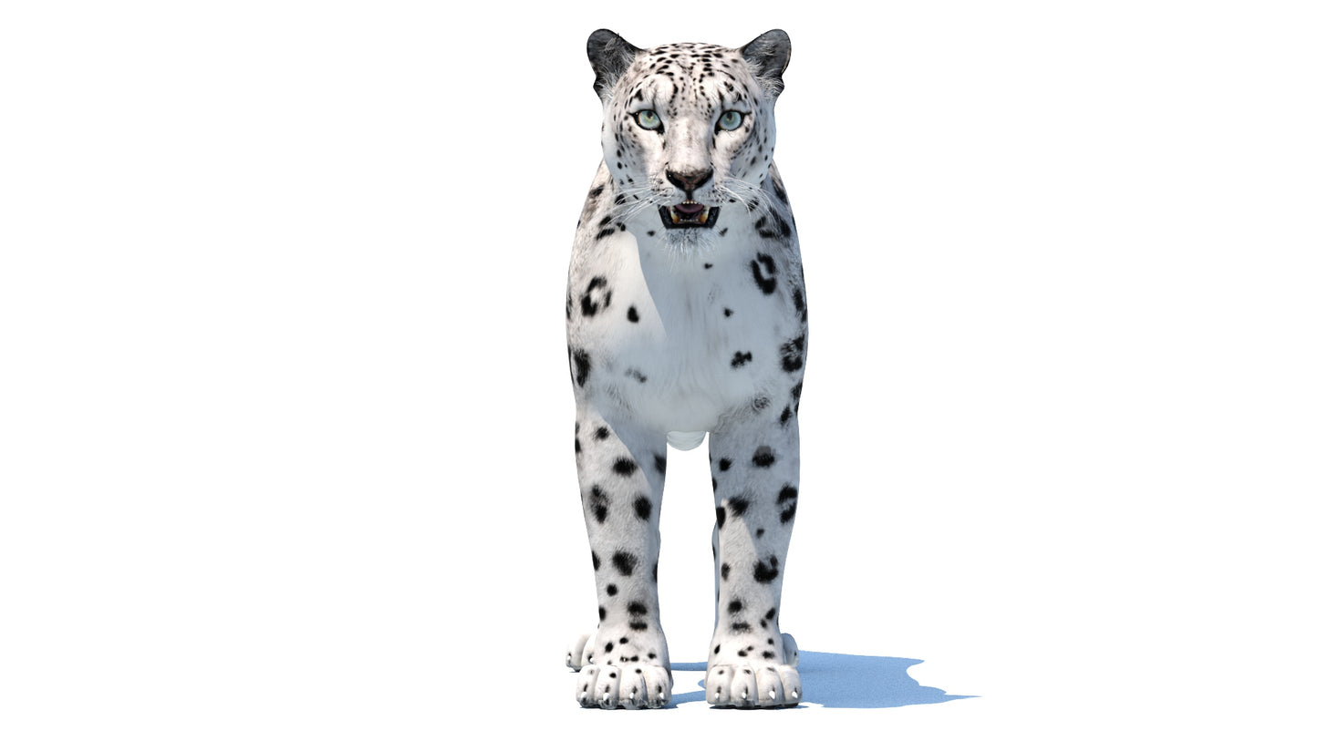 Realistic Snow Leopard 3D Model: Front View