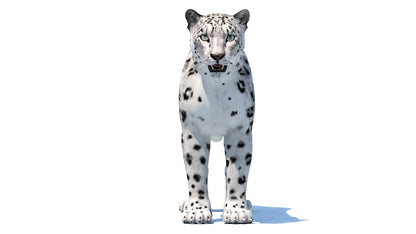 Realistic Snow Leopard 3D Model: Front View