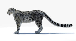 Lifelike Snow Leopard 3D Model for Download Thumbnail