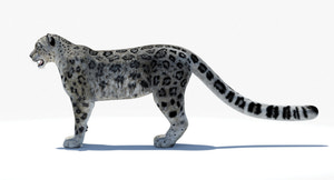 Lifelike Snow Leopard 3D Model for Download Thumbnail