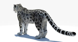Realistic Snow Leopard 3D Model for Download Thumbnail